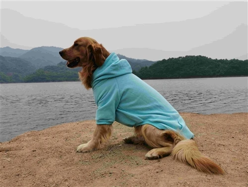 Why Choose A Specialized China Dog Hoodie Manufacturer?