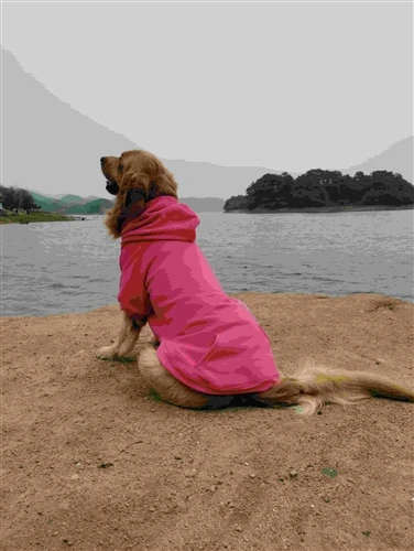 Let's Build Your Pet Apparel Brand Together